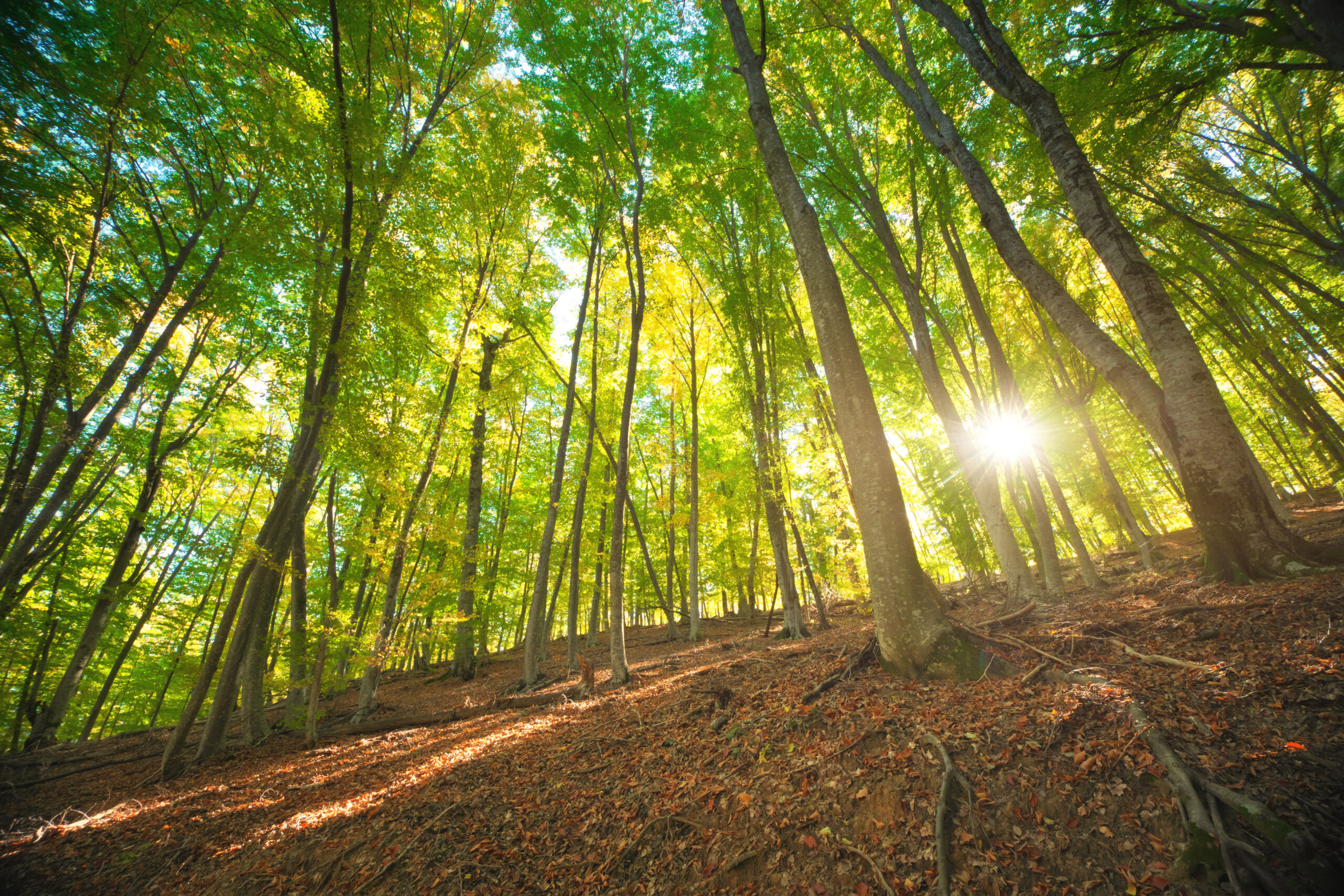 Forest deep in mountain